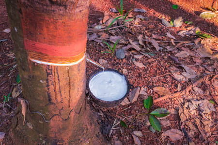 milk of rubber tree flows into a bowlの写真素材