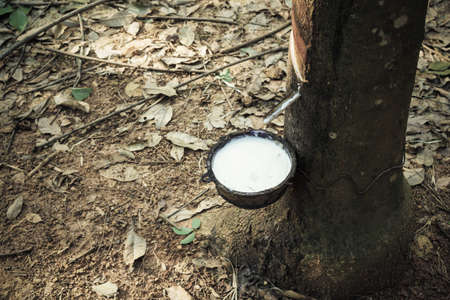 milk of rubber tree flows into a bowlの写真素材