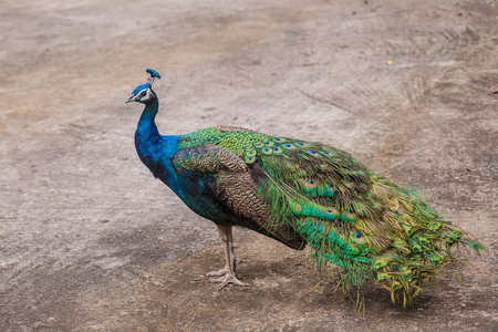 portrait of beautiful peacock stand on groundの写真素材