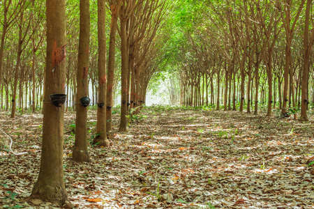 Walkway and Rubber tree latex agriculture in tropical forest with bowlの写真素材