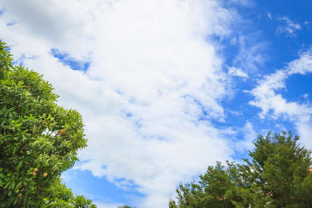 green trees and clouds in the blue skyの写真素材