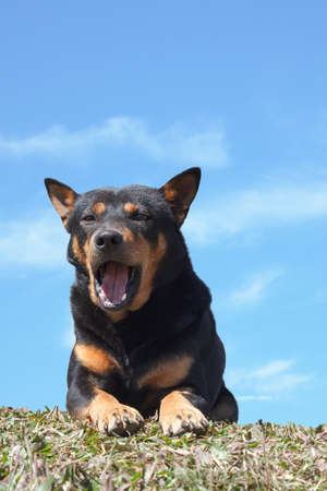 portrait of dog looking and relaxing on grass field with blue sky backgroundの写真素材
