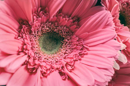 Bunch of pollen flowers, vintage themeの写真素材