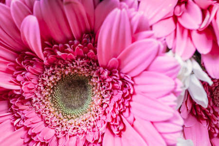 Bunch of pollen flowers, close upの写真素材
