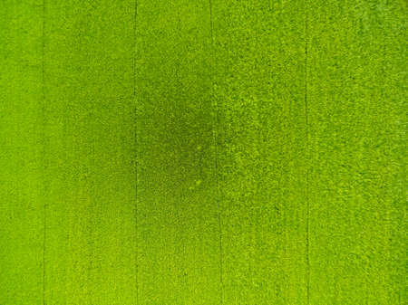 aerial view of rice, fields agricultural landscape of Asia thailand, top and birdeyes view shot 90 degreeの写真素材