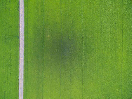 landscape of green rice farm field and pathway in Thailand