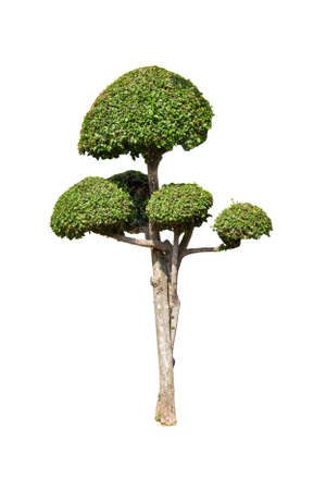 bonsai green trees isolated on white backgroundの写真素材