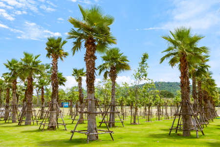 palm tree group with blue sky backgroundの写真素材