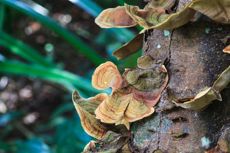 Mushrooms science names "Polyporaceae" on wood in the forest at KHAO YAI national park, Thailand,closeupの写真素材