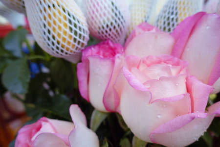 flower pink rose close up for valentine romantic festival day backgroundの写真素材