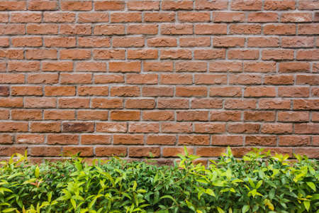 brick wall and tree backgroundの写真素材