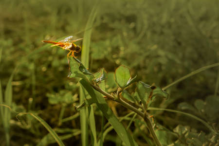 dragonfly red color on grass in sunset on green backgroundの写真素材
