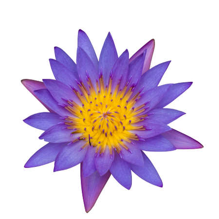 waterlily, lotus blooming isolated on white backgroundの写真素材