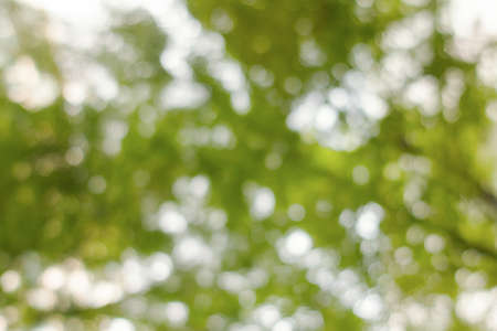 Bokeh tree branch, abstract spring blur green natural forest backgroundの写真素材