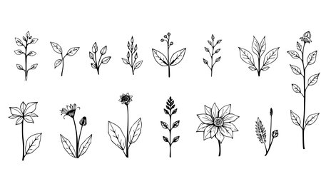 Set of hand drawn herbs and flowers. Black and white vector illustration.のイラスト素材