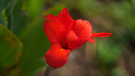 Close-up view of a vibrant red Canna lily flower in full bloom. The striking red petals stand out against a soft, blurred green background.の写真素材