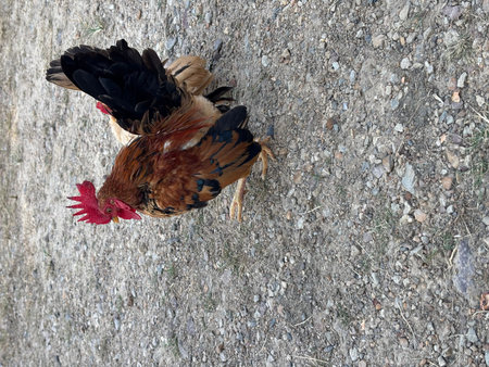 A domestic rooster with brown and black feathers and a bright red comb and wattle walks on a rough gravel and dirt surface. Sparse dry grass is visible among the small stones on the ground.の写真素材