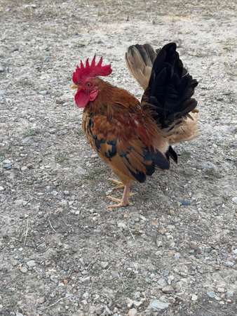 A small bantam rooster with a vibrant red comb, brown body feathers, and black and tan tail feathers stands on a gravel surface outdoors.の写真素材