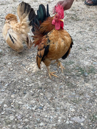 A close-up shot features a vibrant bantam rooster with a prominent red comb and wattles, standing on a gravel ground. A lighter-colored bantam hen is partially visible in the background. A human hand gently touches the rooster's head, suggesting interaction or petting in an outdoor farm setting.の写真素材