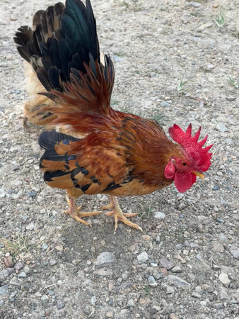 A vibrant rooster with reddish-brown, black, and gold feathers, a red comb and wattle, pecks and forages on a gravel and dirt ground. Small patches of green grass are visible. The bird is seen from an elevated angle.の写真素材