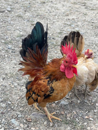 A vibrant bantam rooster with brown, black, and iridescent green tail feathers stands on a gravelly surface. A lighter-colored hen is partially visible behind it. The birds are outdoors in a rural setting in Bentong, Malaysia.の写真素材