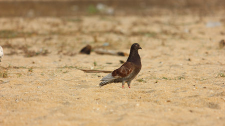 A brown and grey pigeon with red feet stands on sandy ground, looking towards the right. The background is blurred with more sand and faint vegetation.の写真素材