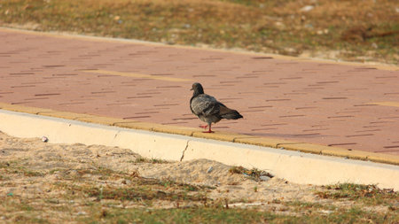A rock dove, commonly known as a pigeon, walks along a brick-paved pathway next to a sandy area with sparse dry grass and a concrete curb.の写真素材