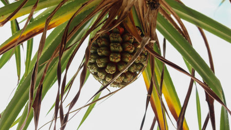 Close-up view of a green and orange Pandanus fruit, also known as Screw Pine fruit, hanging from its tree. The fruit is surrounded by long, strap-like leaves, some green, some showing signs of drying and browning.の写真素材
