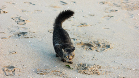 A domestic tabby cat, with striking yellow eyes, crouches low on a sandy beach, intently focused on a small green leaf or insect on the ground. The sand shows various footprints and small shell fragments. The cat's fur is a mix of dark grey and black striのeditorial素材