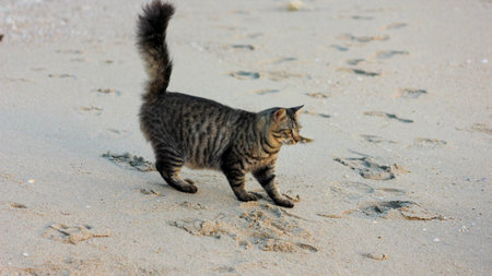 A domestic tabby cat with striped fur walks on a light-colored sandy beach, leaving footprints behind. The cat appears to be exploring the shoreline on a sunny day.のeditorial素材