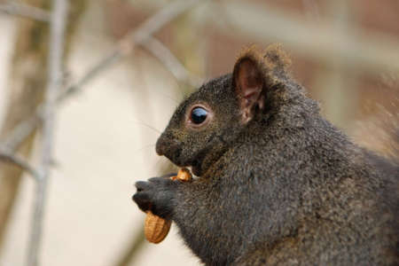 Black Squirrel Eating Peanut Close-upの写真素材