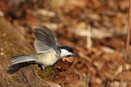 Black-capped Chickadee Hiding Seed In Log In Morning Sunの写真素材