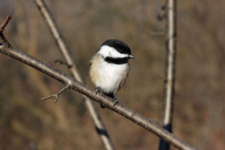 Black-capped Chickadee Perched On Branchの写真素材