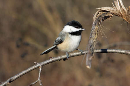 Black-capped Chickadee On Branchの写真素材