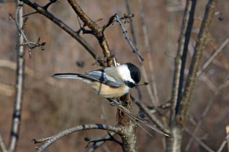 Black-capped Chickadee Perchedの写真素材