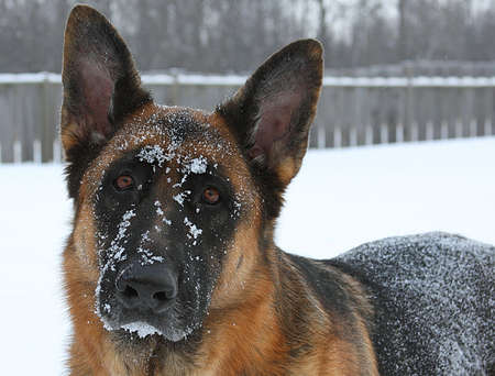 German Shepherd Close-upの写真素材