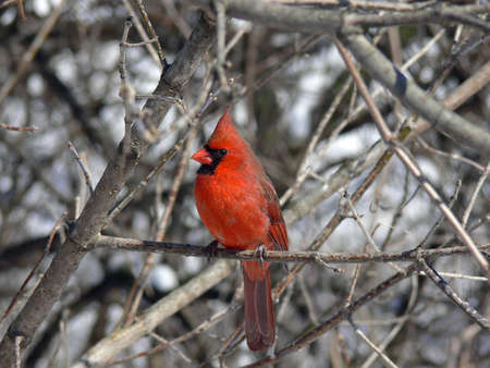 Cardinal Male In Winterの写真素材