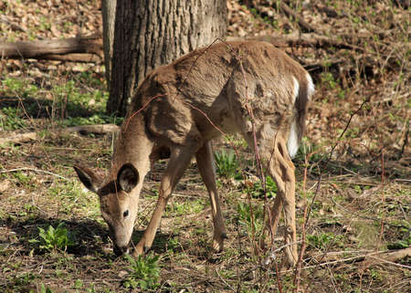 Young White-tail Deer Feeding In The Morning Sunの写真素材