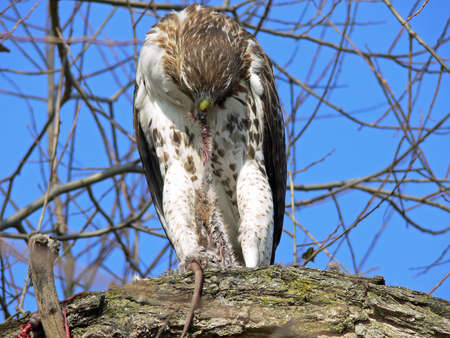 Red-tailed Hawk Feeding On Marsh Ratの写真素材