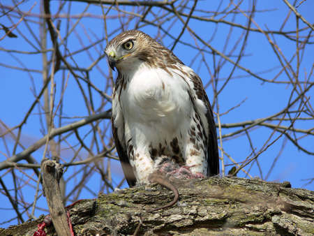 Red-tailed Hawk Feedingの写真素材
