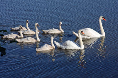 Swans Mute With Cygnetsの写真素材