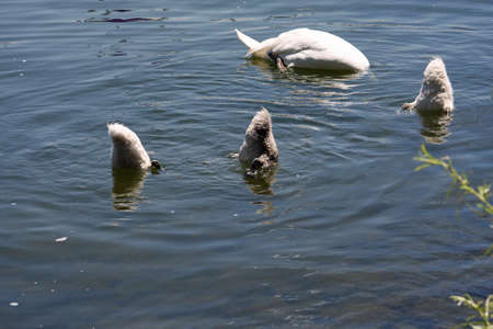 Swan Mute With Cygnets Feedingの写真素材