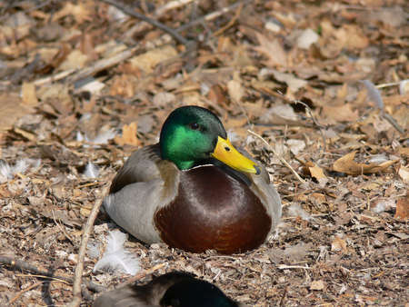 Mallard Duck Maleの写真素材