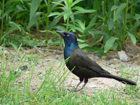 Bronzed Grackleの写真素材