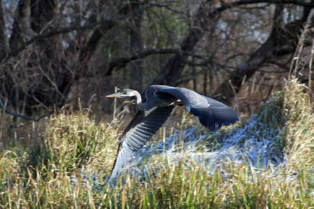 Great Blue Heron In Flightの写真素材