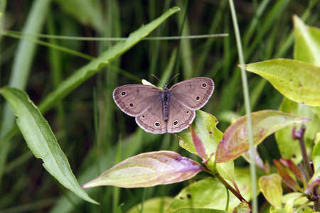 Northern Pearly-Eyeの写真素材