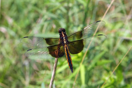 Widow Skimmer Dragonflyの写真素材