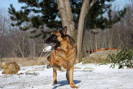 German Shepherd Playing With Boneの写真素材