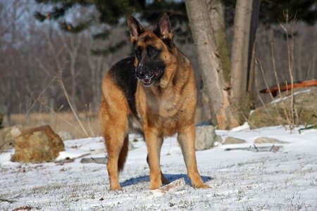 German Shepherd Male Standing Forward In Snowの写真素材