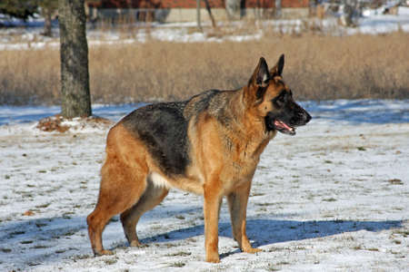 German Shepherd Male Standing Side Shotの写真素材